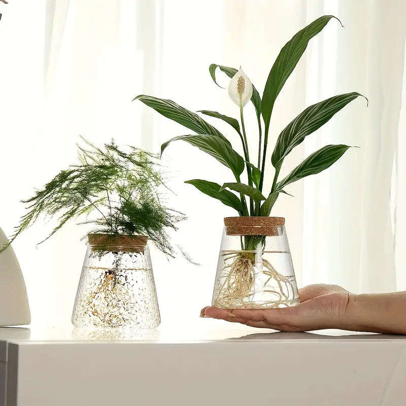 Alberic – Eco-Friendly Glass Plant Propagator