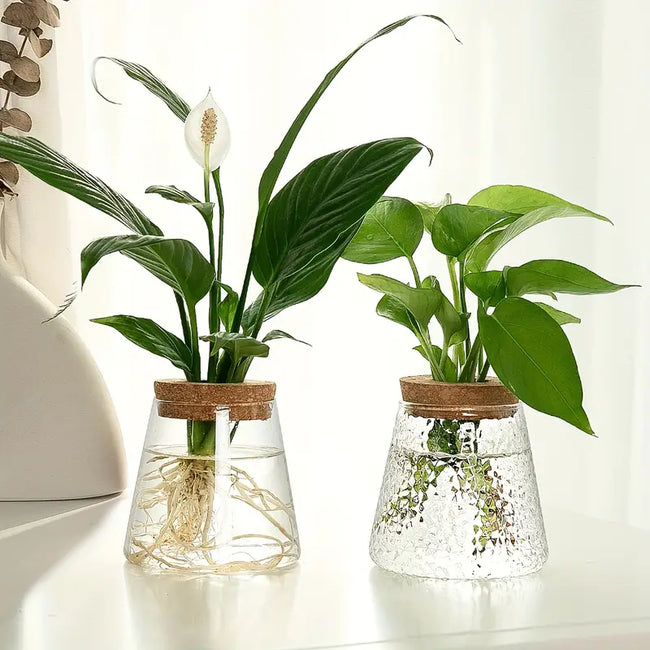 Alberic – Eco-Friendly Glass Plant Propagator
